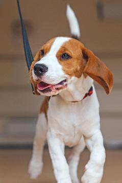 puppy class bodmin