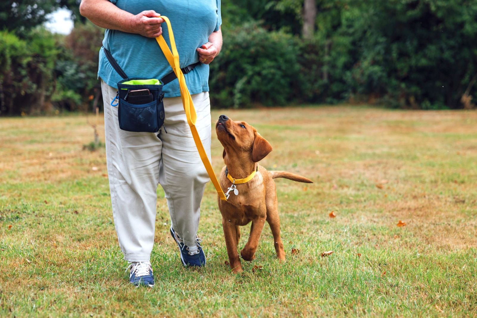 Dog Training Redditch Studley