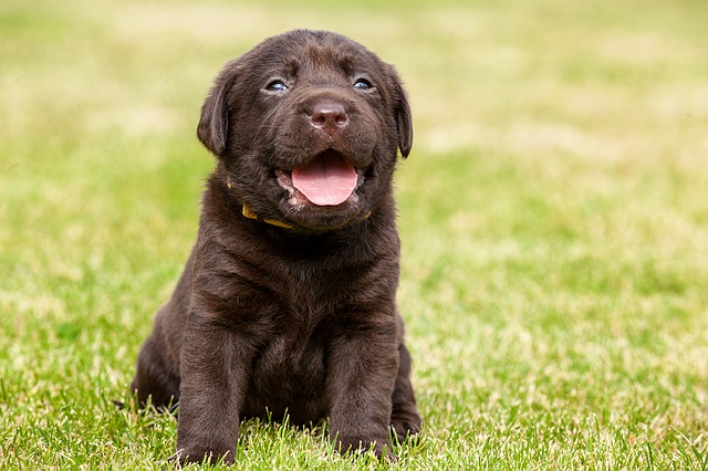 Puppy Training Worcestershire