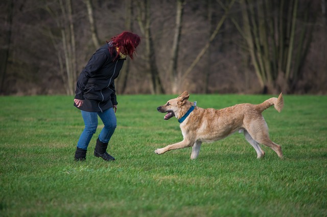 one to one puppy dog training