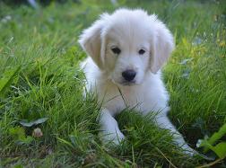 Puppy Training at Home Redditch Stratford