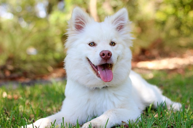 Dog Training Worshops