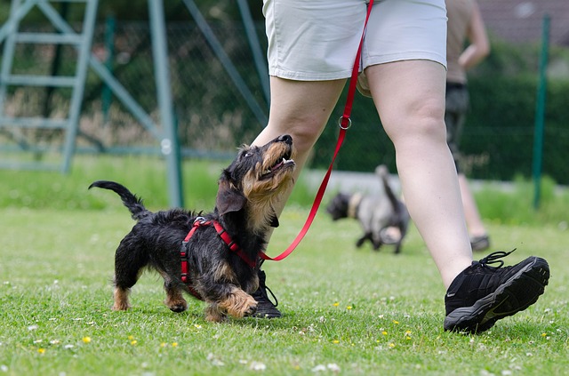 Dog Training Alcester Stratford Redditch